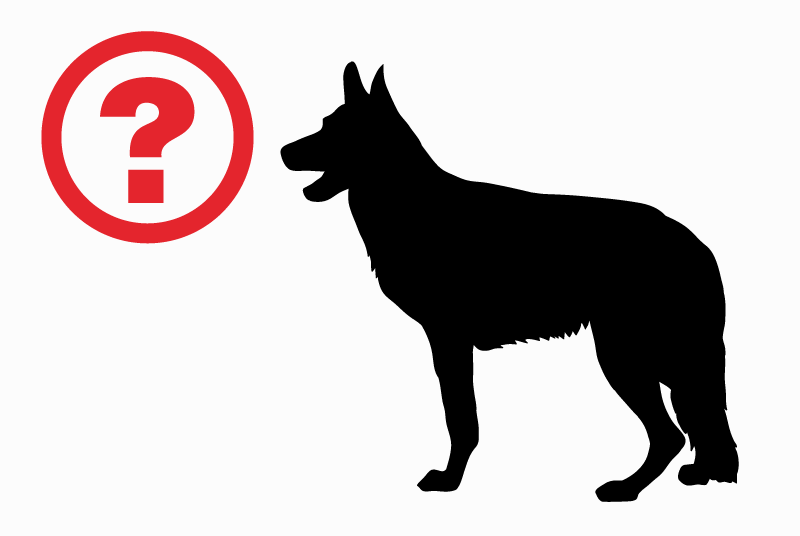 Alerte Découverte Chien  Mâle Méru France